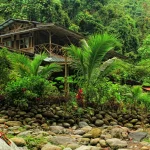 Back to Nature Guesthouse & Restaurant. The most hidden place in Bukit Lawang, in the middle of nature, surrounded by the North Sumatran rainforest and it's wildlife inhabitants. Eco-friendly lodge.