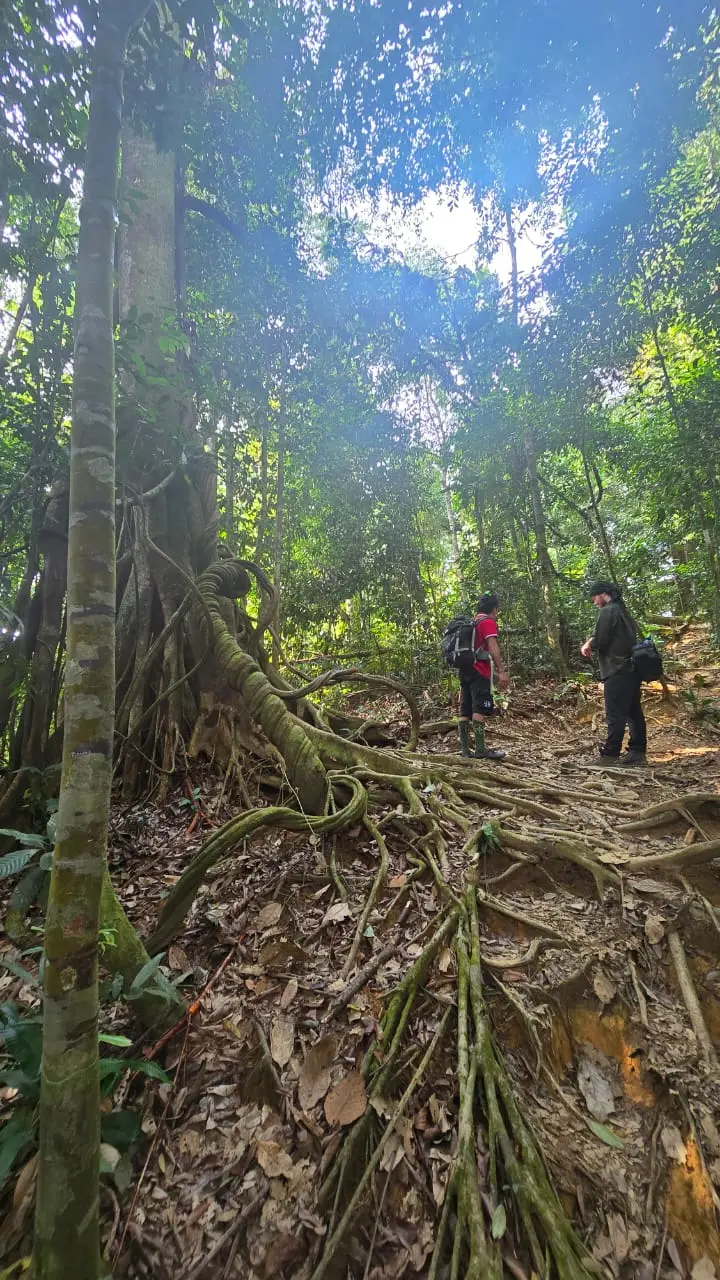 A walking path through the Bukit Lawang forest landscape