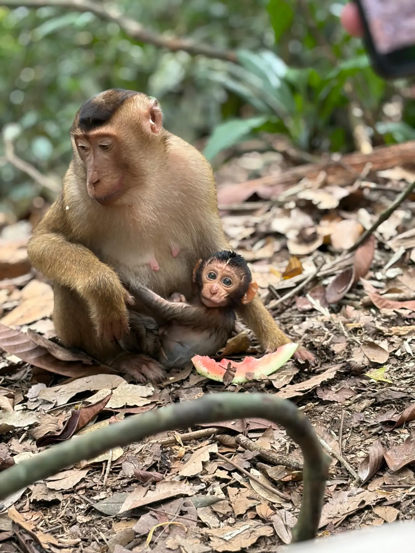 Long-tailed macaque mother and infant in the rainforest