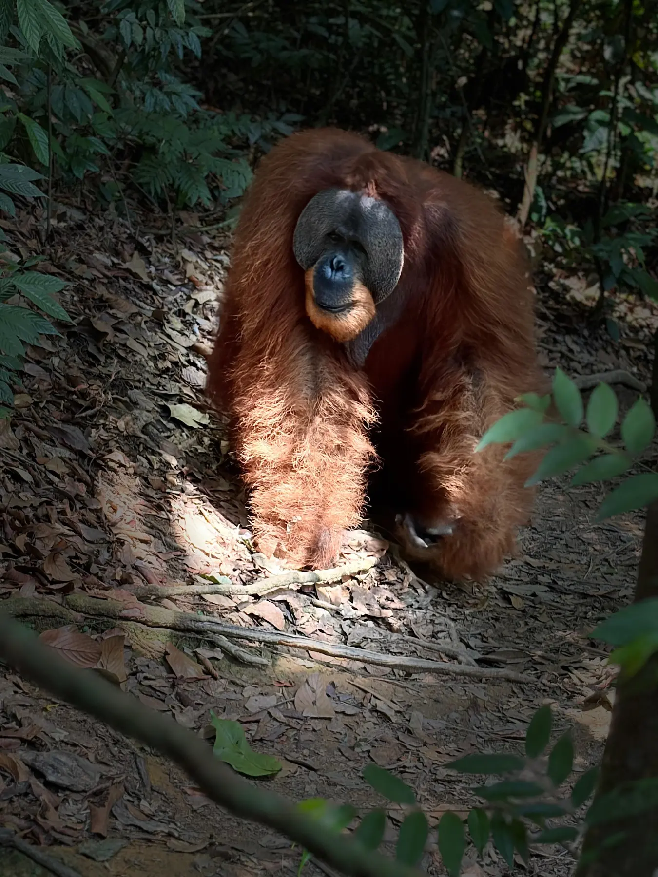 Wild Sumatran orangutan on the forest floor