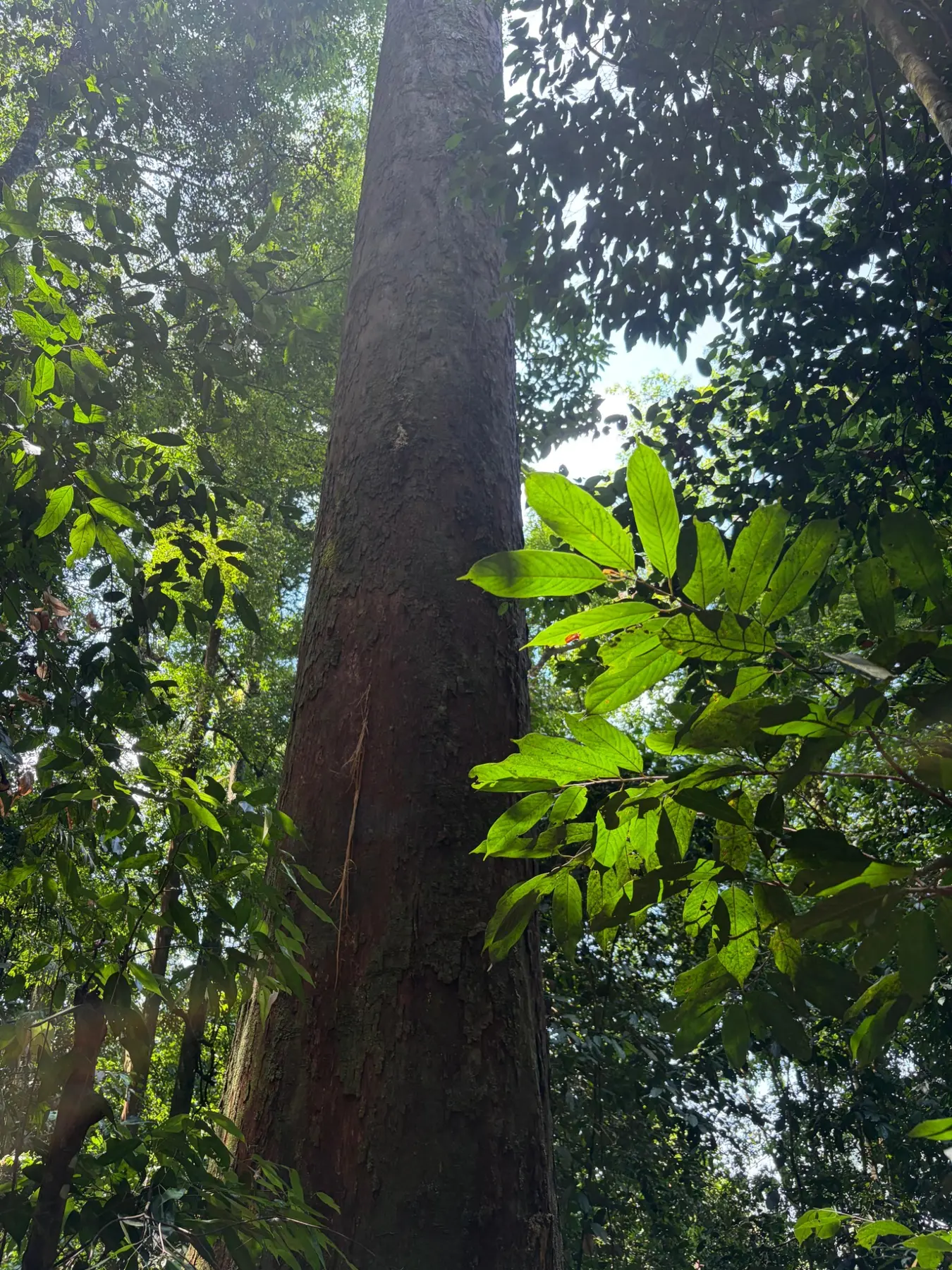 Ancient rainforest tree in Gunung Leuser