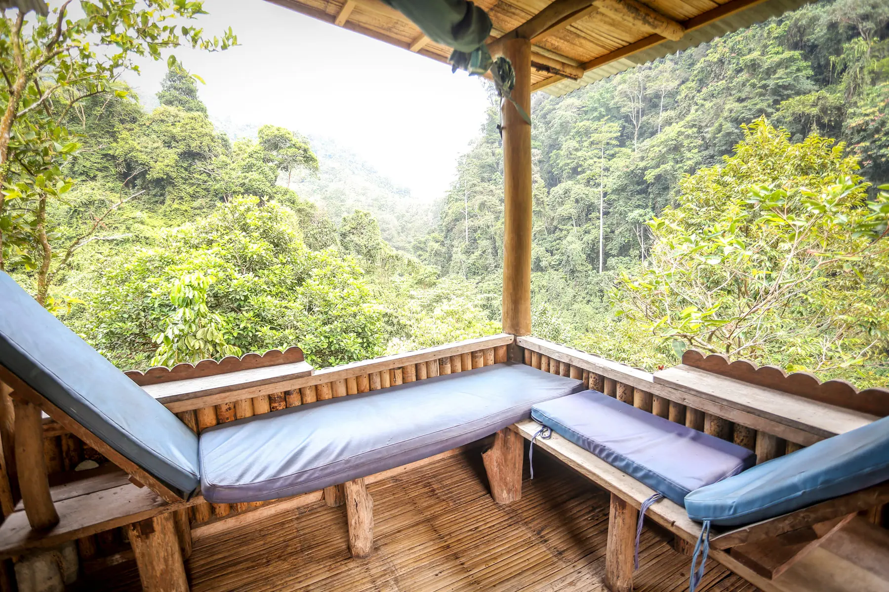 Rainforest view from Back To Nature Ecotourism
