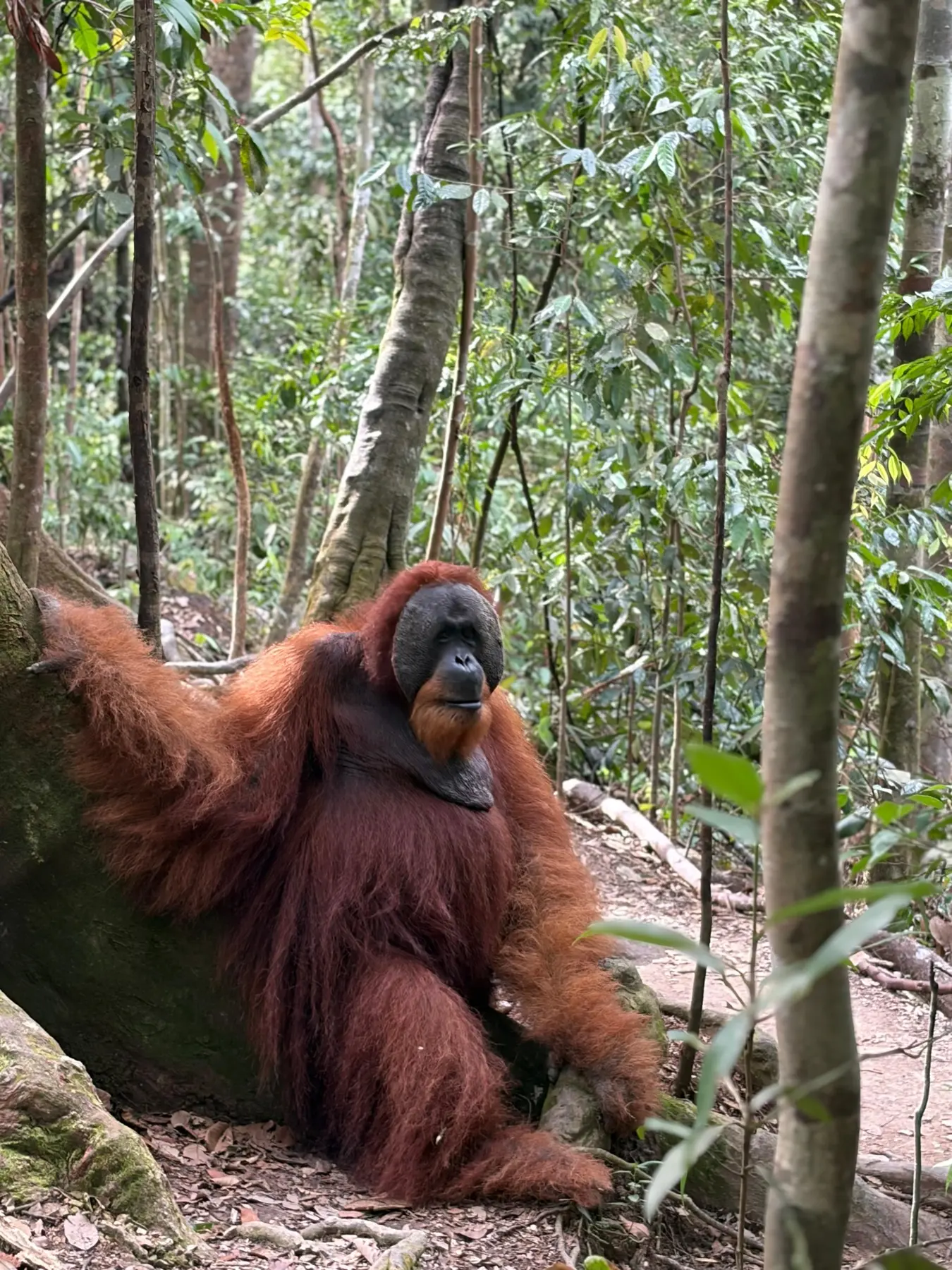Wild Sumatran orangutan resting in the rainforest