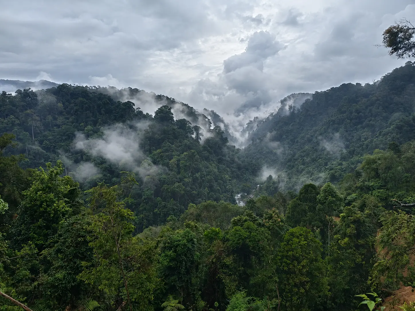 Misty Sumatran rainforest surrounding Back to Nature after tropical rain