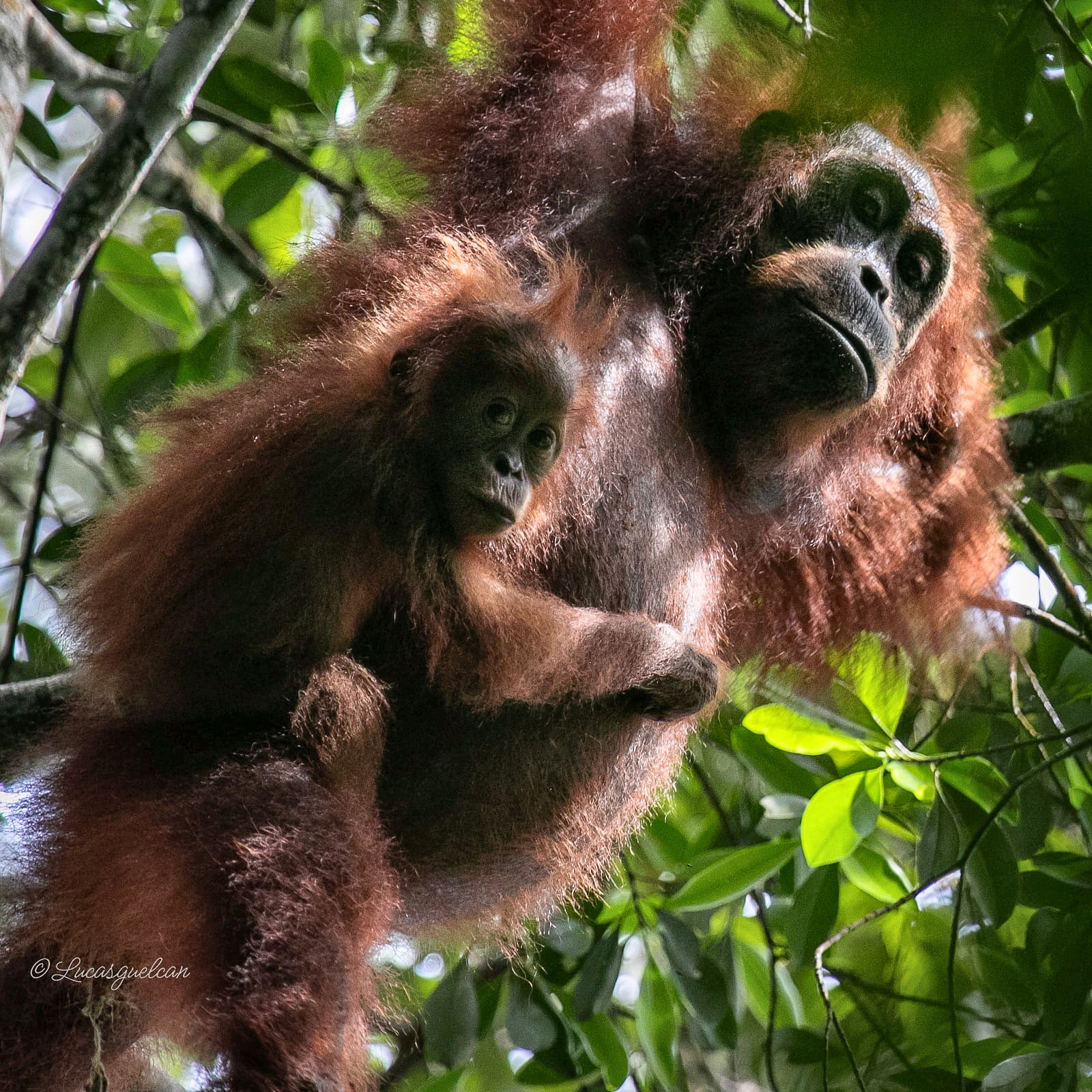 Sumatran orangutan mother and baby in the rainforest