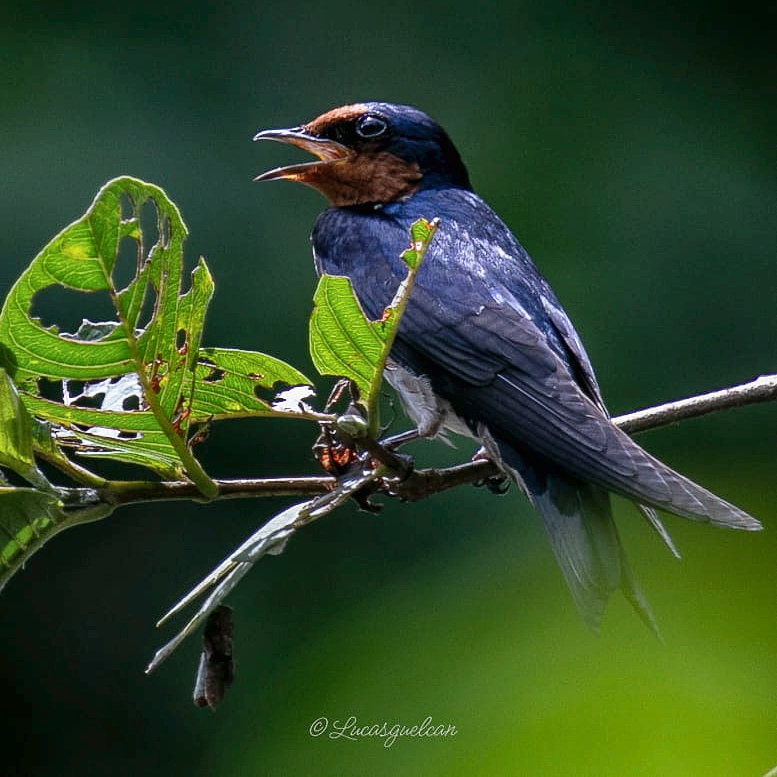 Forest bird resting on a branch