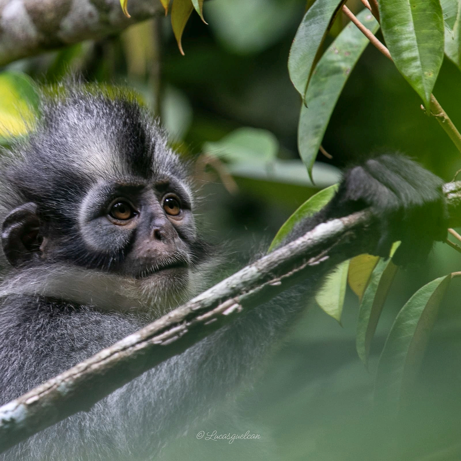 Leaf monkey in the rainforest canopy